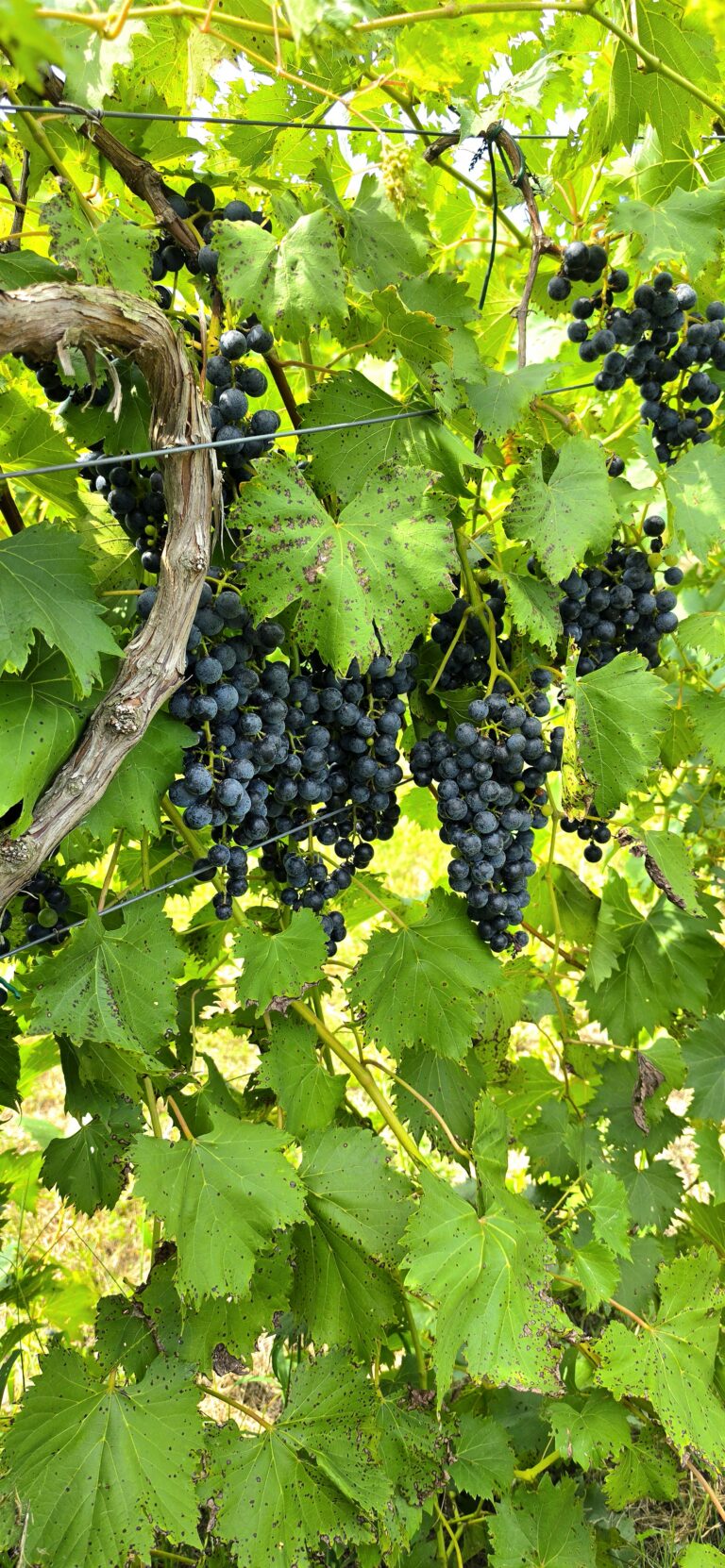 Inside the Apple Creek Winery tasting room along Apple Creek in Friedheim, MO