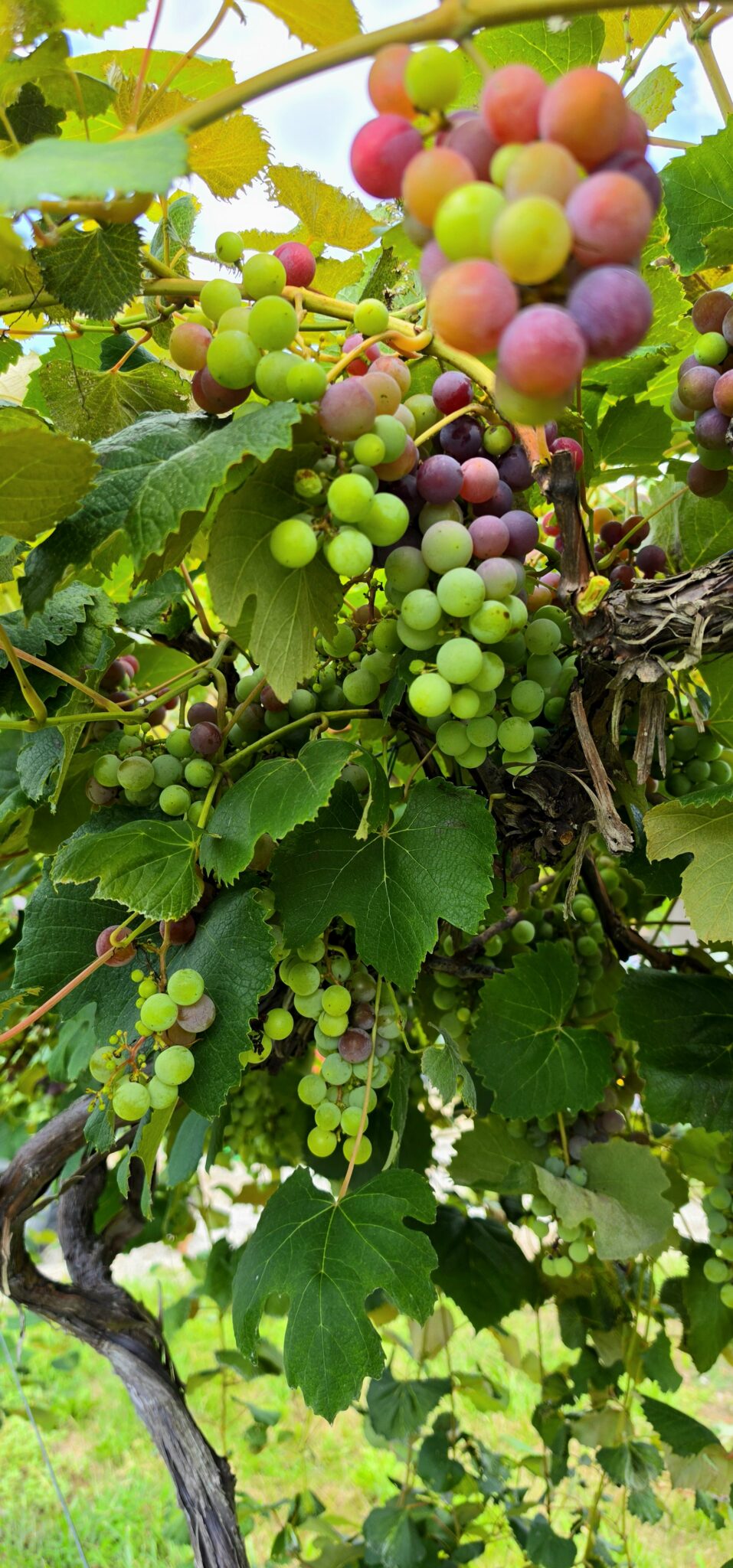Ripening grape clusters in the Apple Creek vineyard