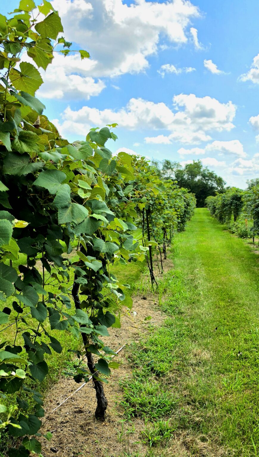 Apple Creek Vineyard and Winery building exterior in Friedheim, Missouri